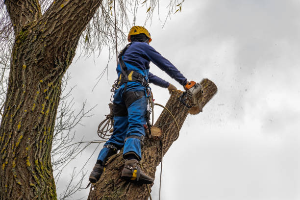 Professional Tree Services in Rochelle, GA