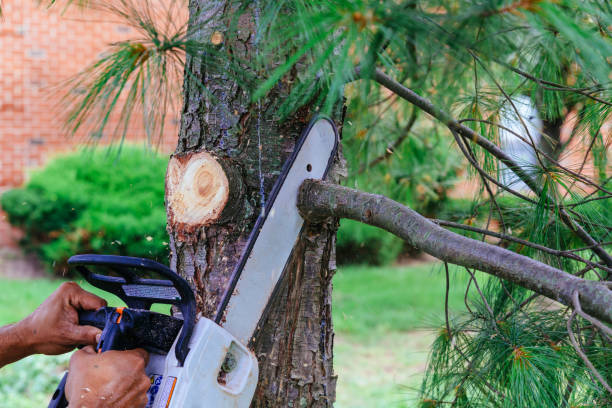 How Our Tree Care Process Works  in  Rochelle, GA